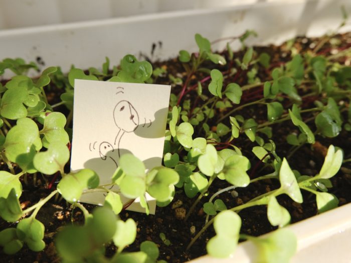 絵日記#こんコロ9月24日「蜂とセブン」